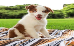 Australian Shepherd dogs for sale: River - Image 4