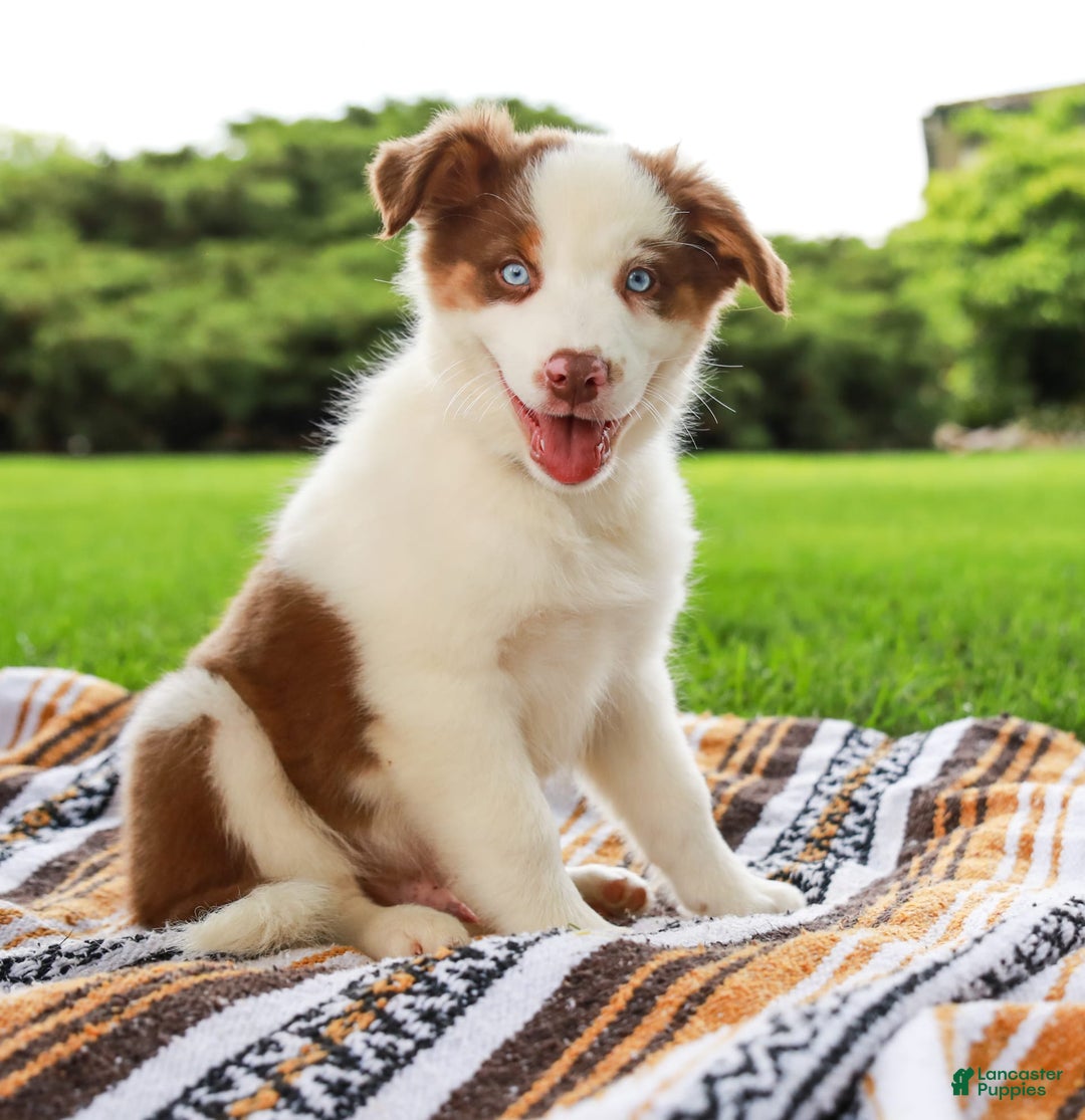Australian Shepherd dogs for sale: River - Image 4