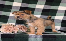 Shorkie dogs for sale: Brylee 9 Lbs Full Grown - Image 3