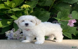 Coton De Tulear dogs for sale: Pearl - Image 12