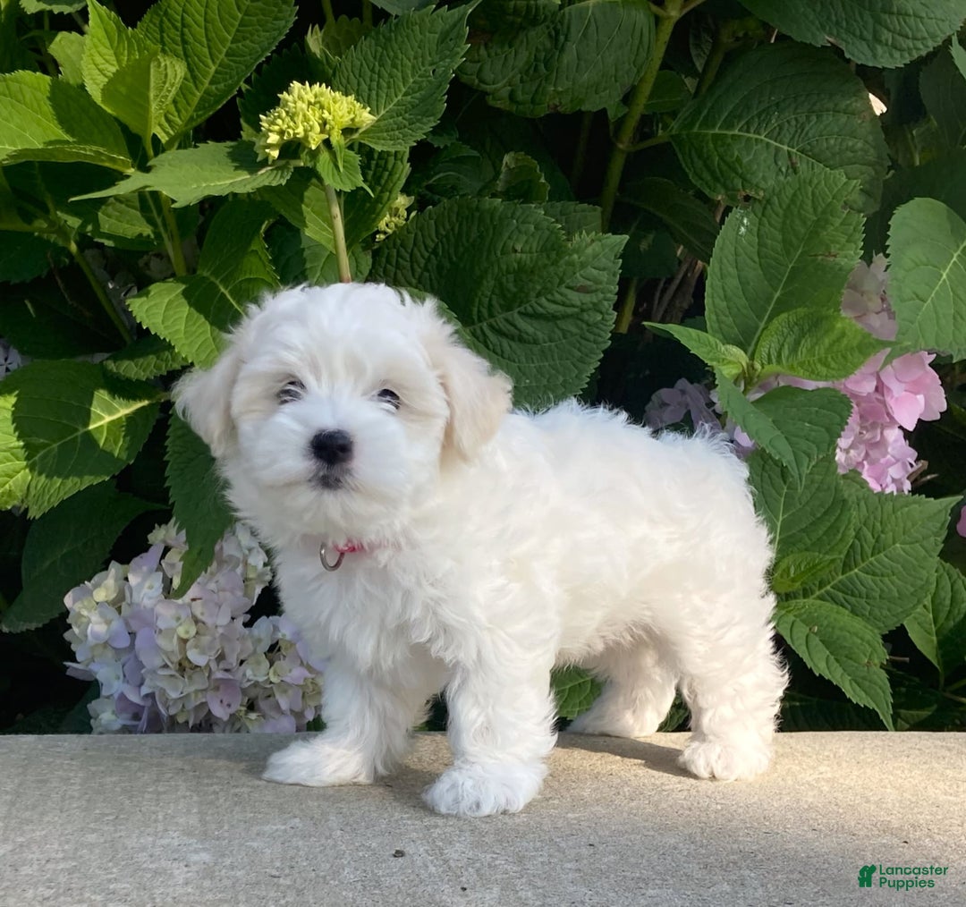 Coton De Tulear dogs for sale: Pearl - Image 12
