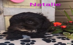 Shih Tzu dogs for sale: Natalie - Image 3