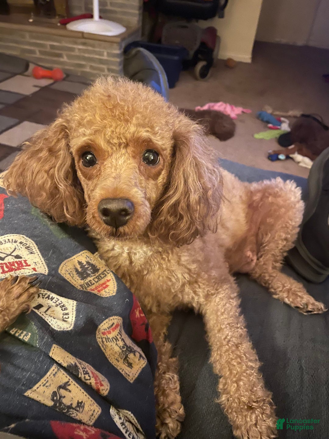 Toy Poodle dogs for sale: Buck - Image 7