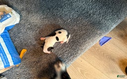 Jack Russell Terrier dogs for sale: Lil D - Image 1