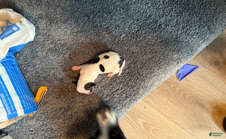 Jack Russell Terrier dogs for sale - Ad 3