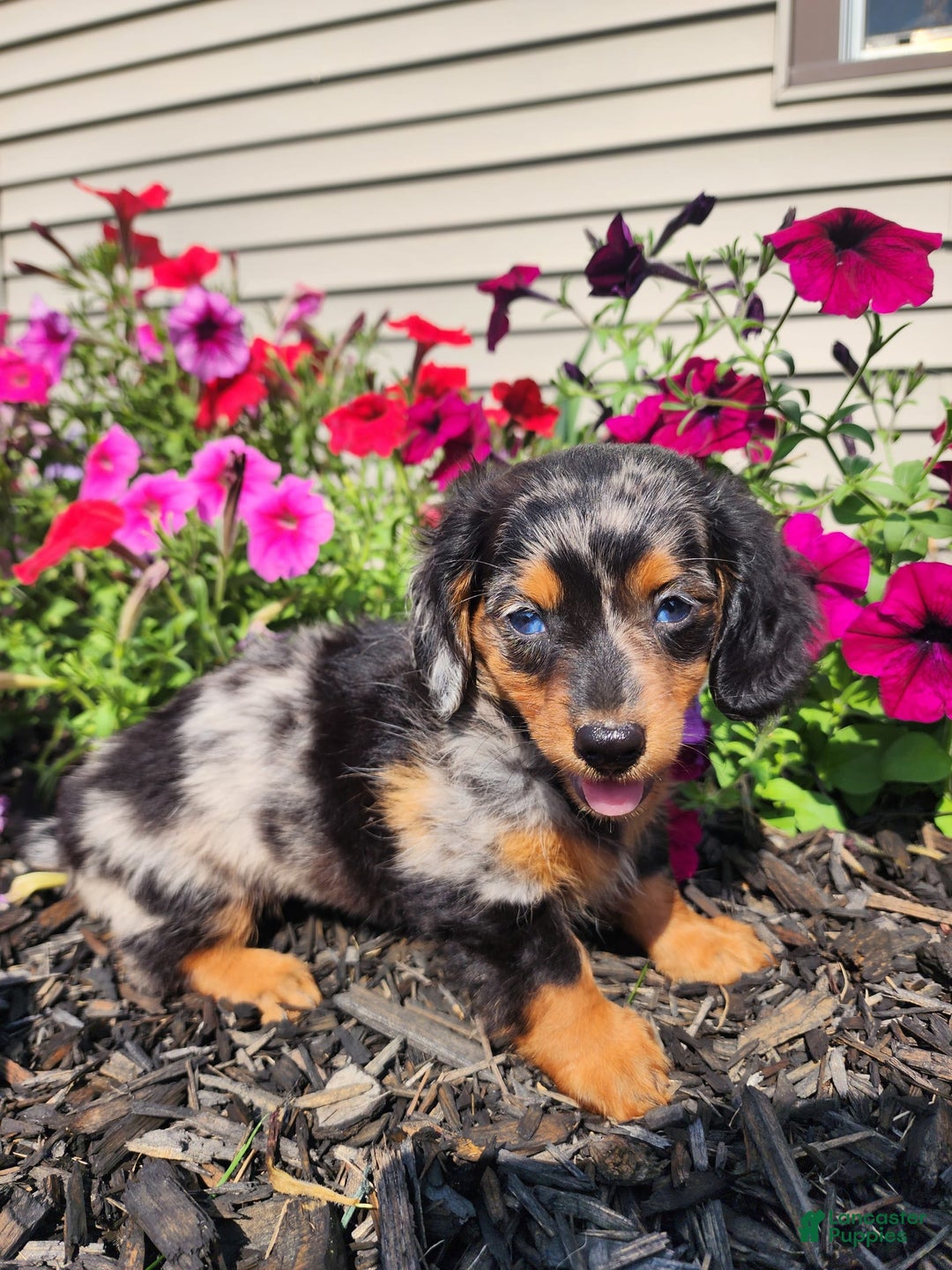 Miniature Dachshund dogs for sale: Hailey - Image 4