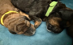 Bernedoodle dogs for sale: Green Collar Girl - Image 12