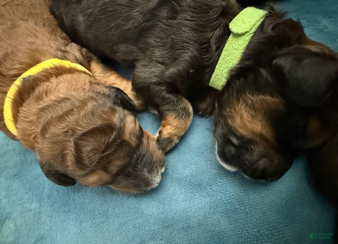 Bernedoodle dogs for sale: Green Collar Girl - Image 12