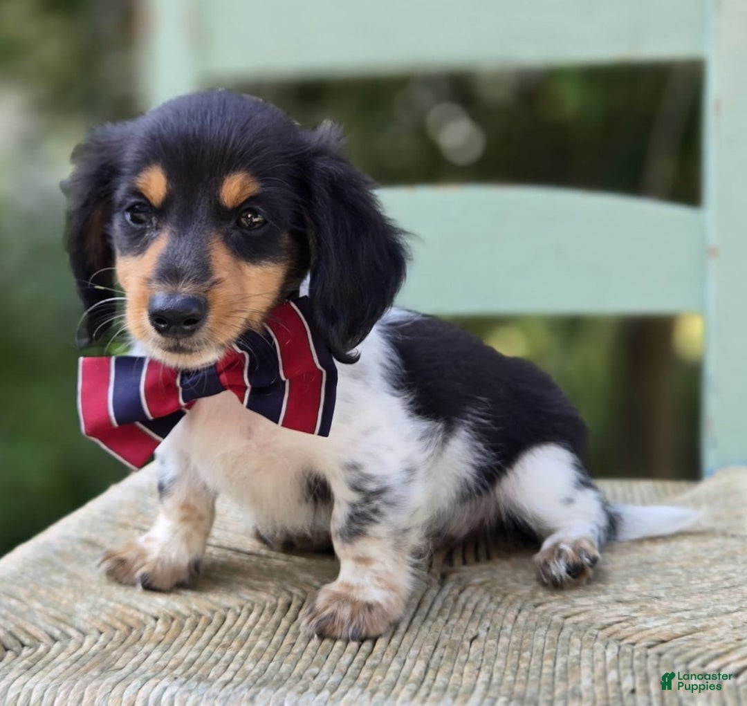 Miniature Dachshund dogs for sale: Jordan - Image 2