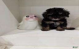 Toy Poodle dogs for sale: Chance - Image 2