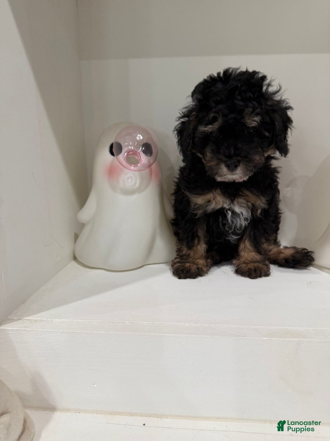 Toy Poodle dogs for sale: Chance - Image 2