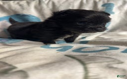 Chihuahua dogs for sale: Patric - Image 2