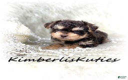Yorkiepoo dogs for sale: Little Blair - Image 2