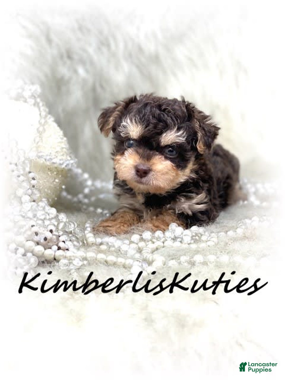 Yorkiepoo dogs for sale: Little Blair - Image 2