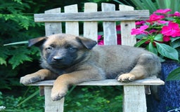 Belgian Malinois dogs for sale: Buster - Image 2