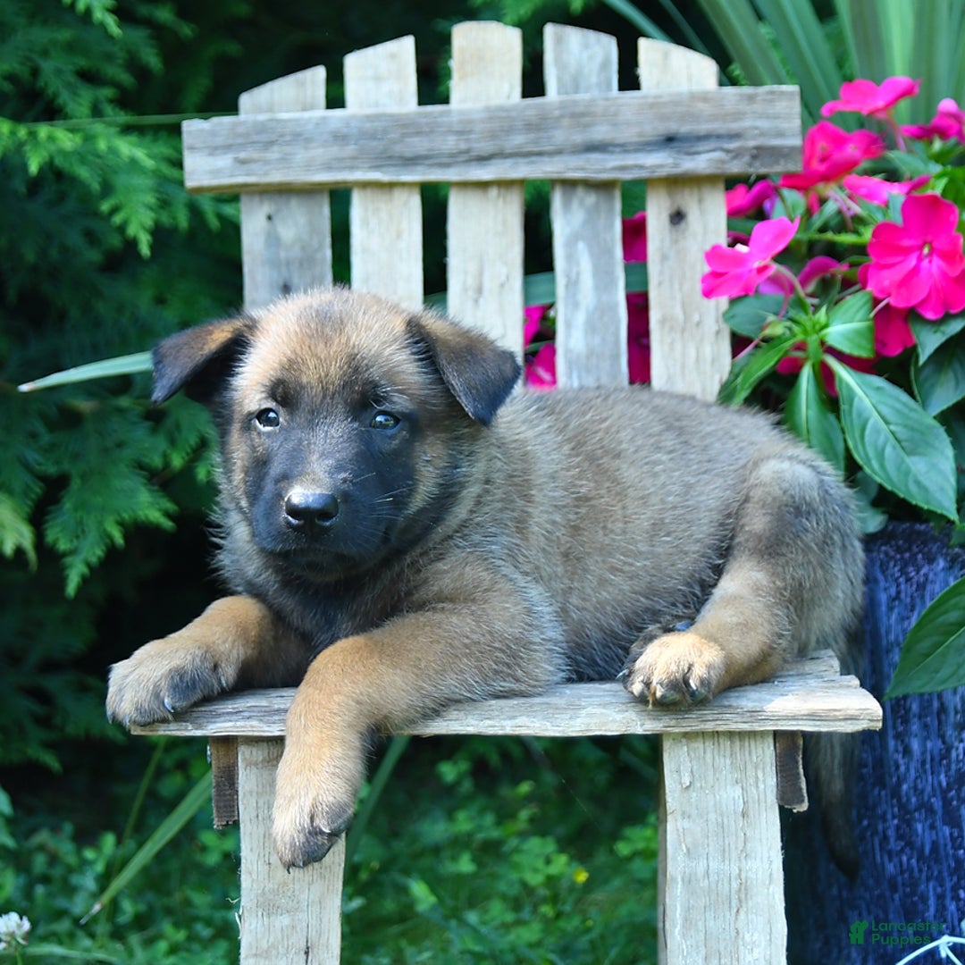 Belgian Malinois dogs for sale: Buster - Image 2
