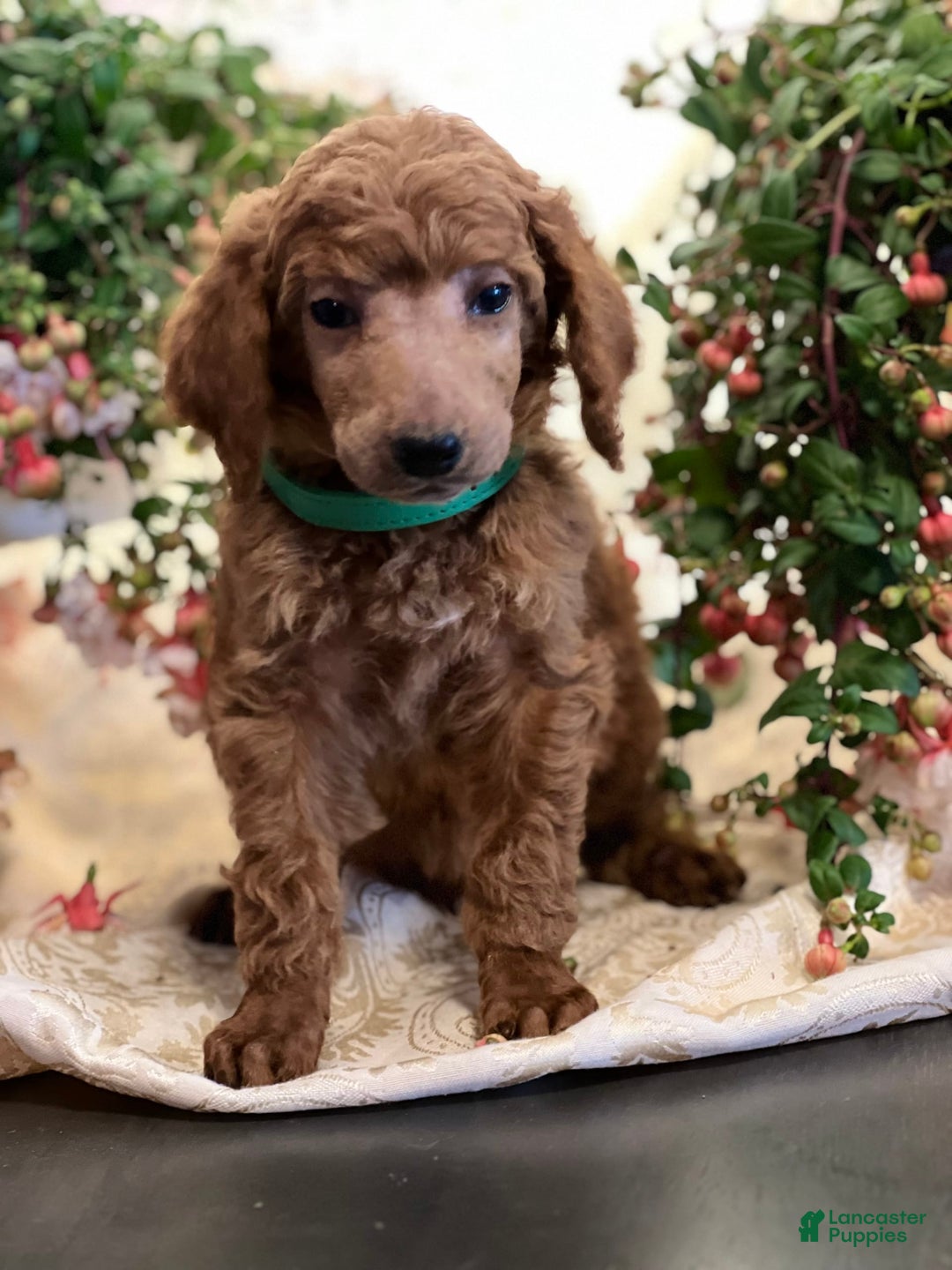 Standard Poodle dogs for sale: Billy - Image 3