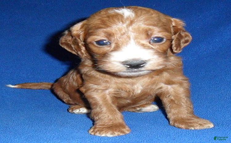 Cockapoo dogs for sale - Ad 5