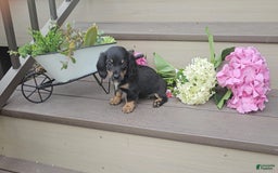 Miniature Dachshund dogs for sale: Felicity - Image 3