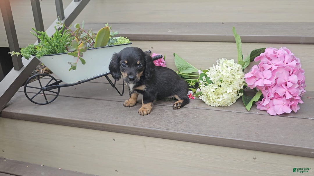 Miniature Dachshund dogs for sale: Felicity - Image 3