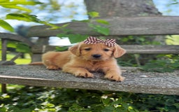 Golden Retriever dogs for sale: Willow - Image 6