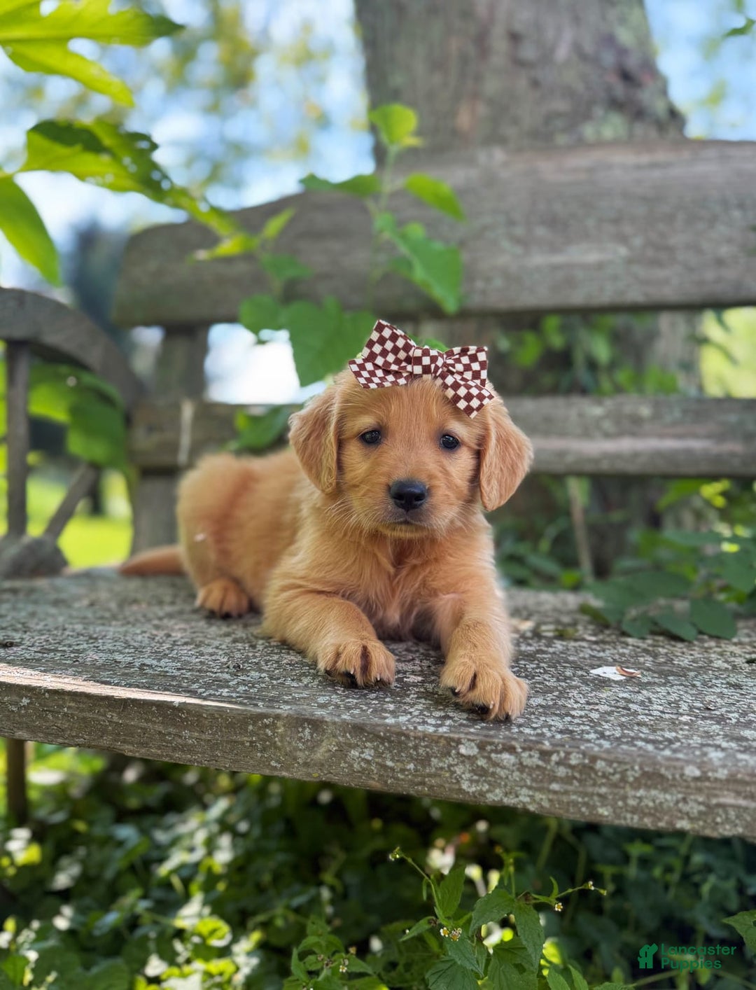 Golden Retriever dogs for sale: Willow - Image 6