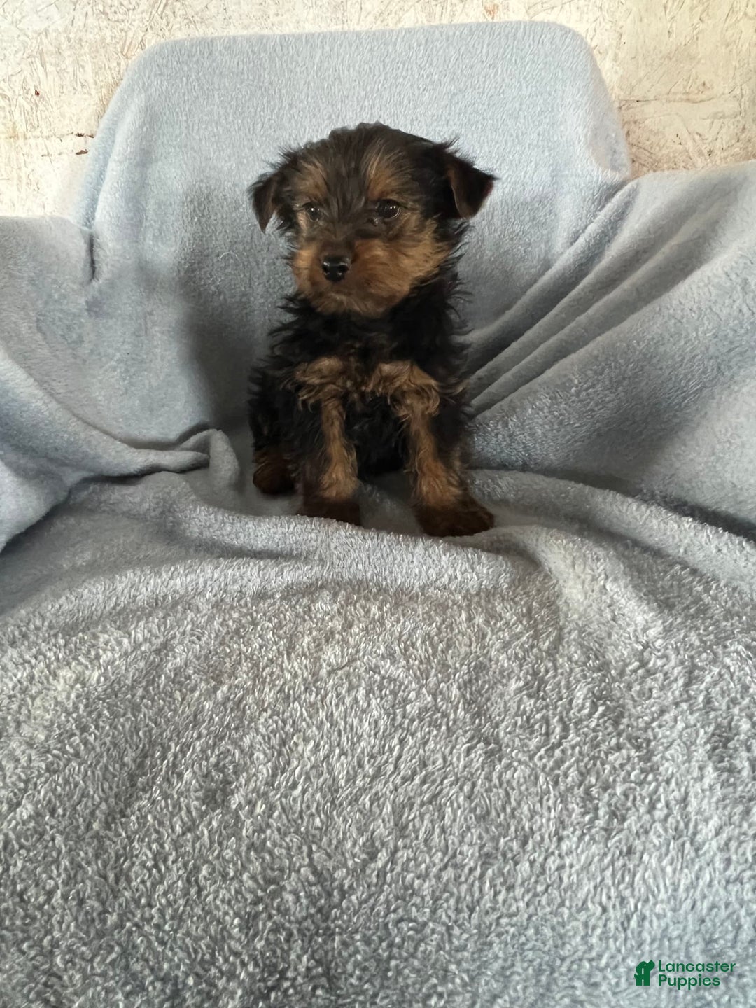 Yorkshire Terrier dogs for sale: Danny Boy - Image 5