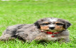 Mini Bernedoodle dogs for sale: Jerry - Image 13