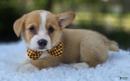 Welsh Corgi Pembroke dogs for sale: Tony - Image 4