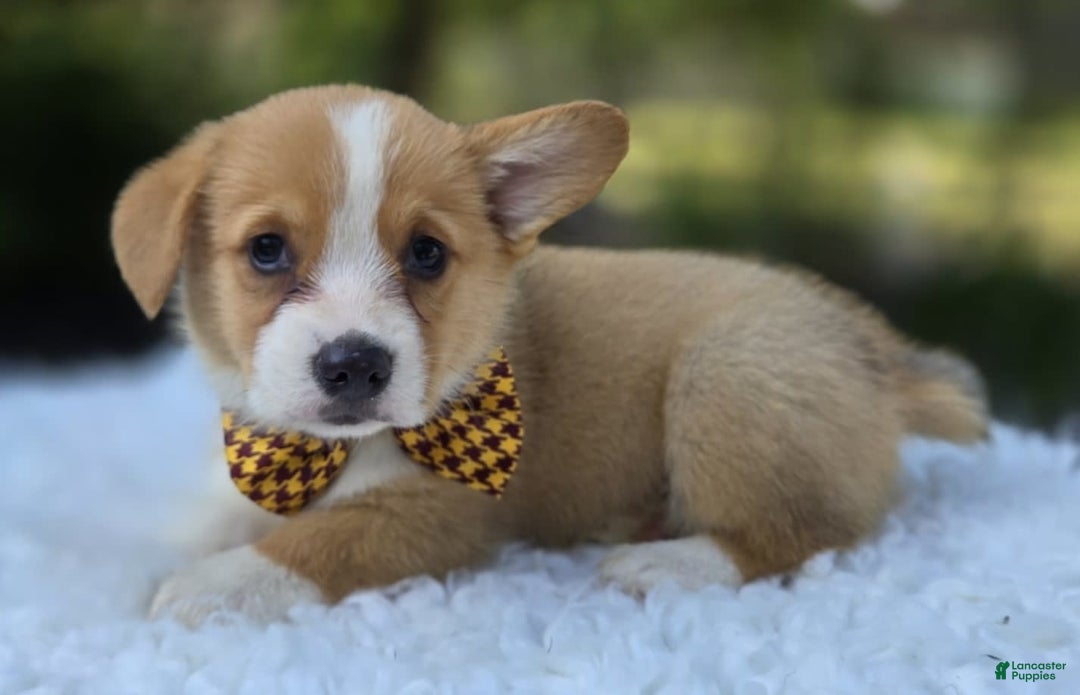 Welsh Corgi Pembroke dogs for sale: Tony - Image 4