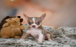 Chihuahua dogs for sale: Lola - Image 5