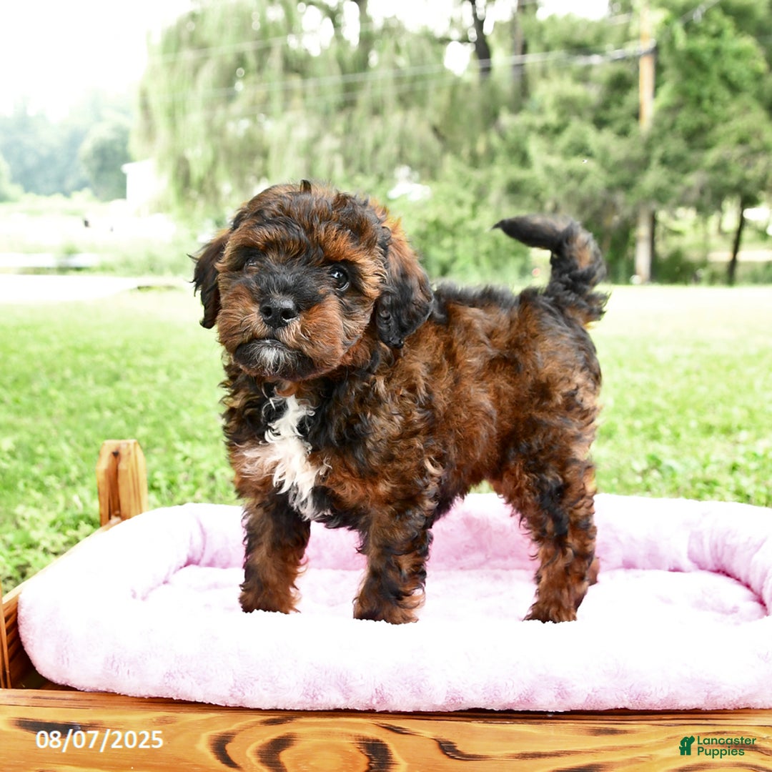 Miniature Poodle dogs for sale: Elvis - Image 3