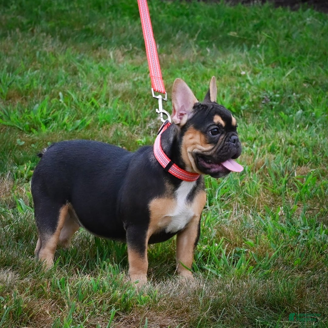 French Bulldog dogs for sale: Princess - Image 6