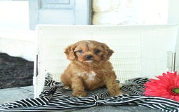 Cavapoo dogs for sale: Nacho - Image 2