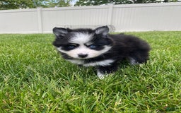 Pomsky dogs for sale: Luffy - Image 20