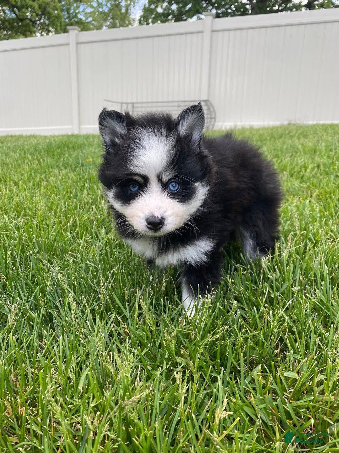 Pomsky dogs for sale: Luffy - Image 20