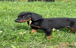 Doberman Pinscher dogs for sale: Milwaukee - Image 3