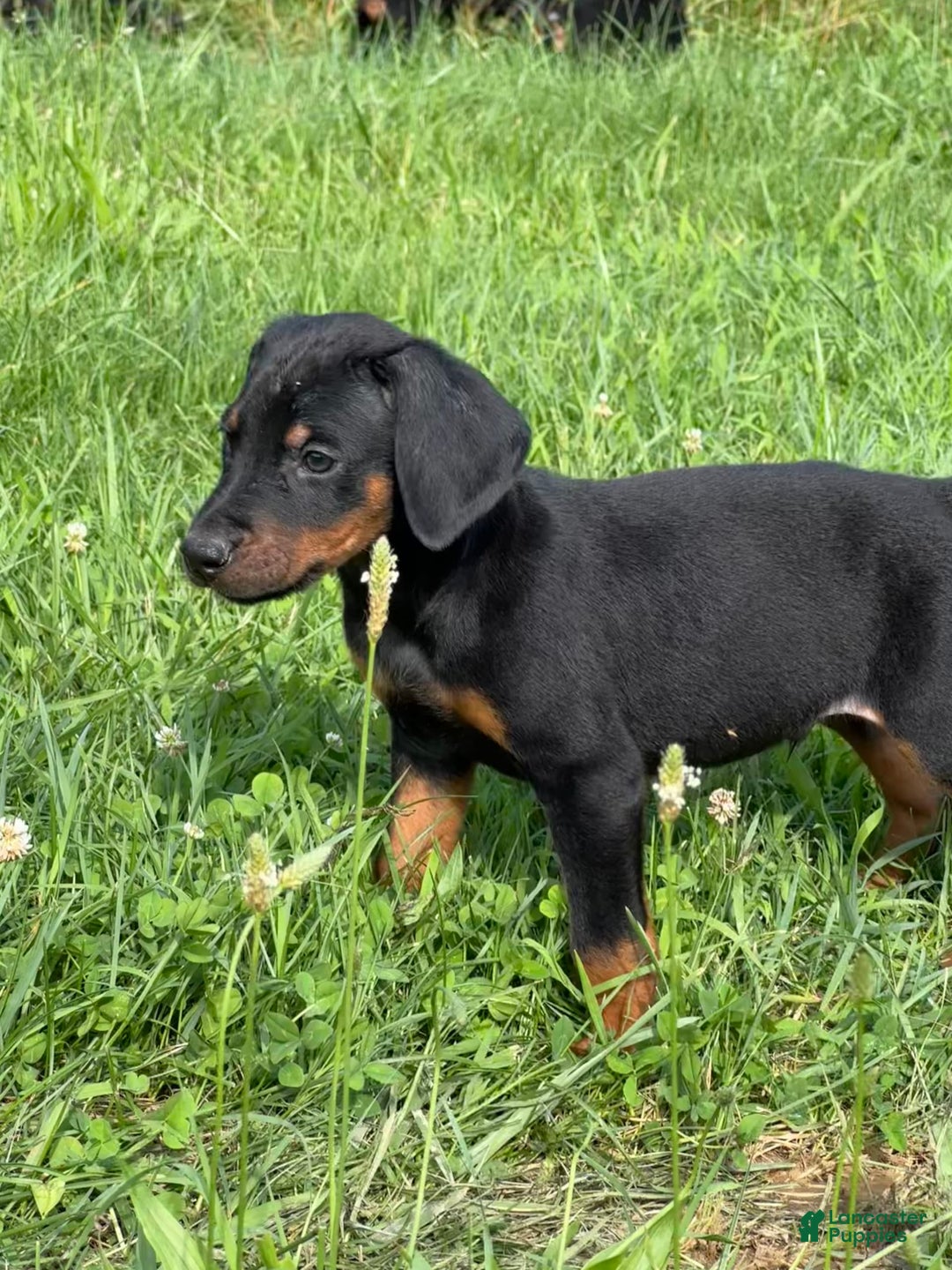 Doberman Pinscher dogs for sale: Milwaukee - Image 3