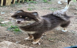 Pomsky dogs for sale: Dove - Image 12