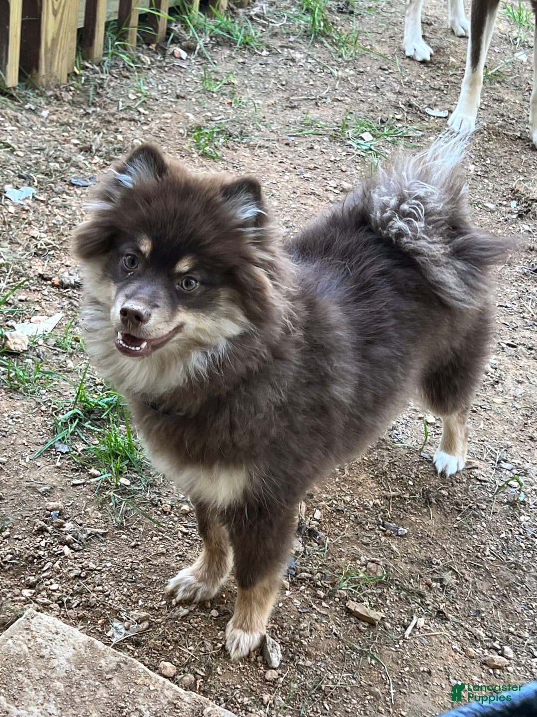 Pomsky dogs for sale: Dove - Image 12