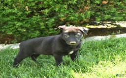 Belgian Malinois dogs for sale: Lucas - Image 3