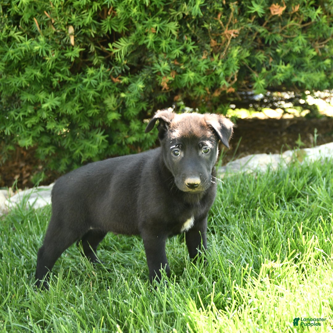 Belgian Malinois dogs for sale: Lucas - Image 3