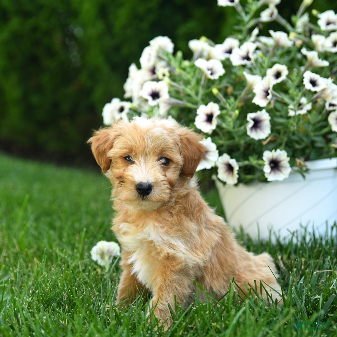Mini Goldendoodle dogs for sale: Leo - Image 1
