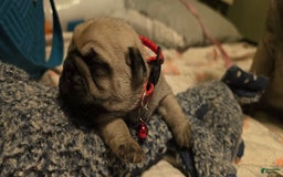 Pug dogs for sale: Don - Image 20