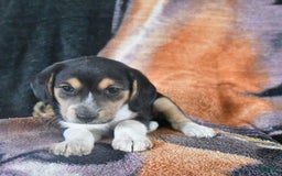 Australian Shepherd dogs for sale: Bella - Image 4