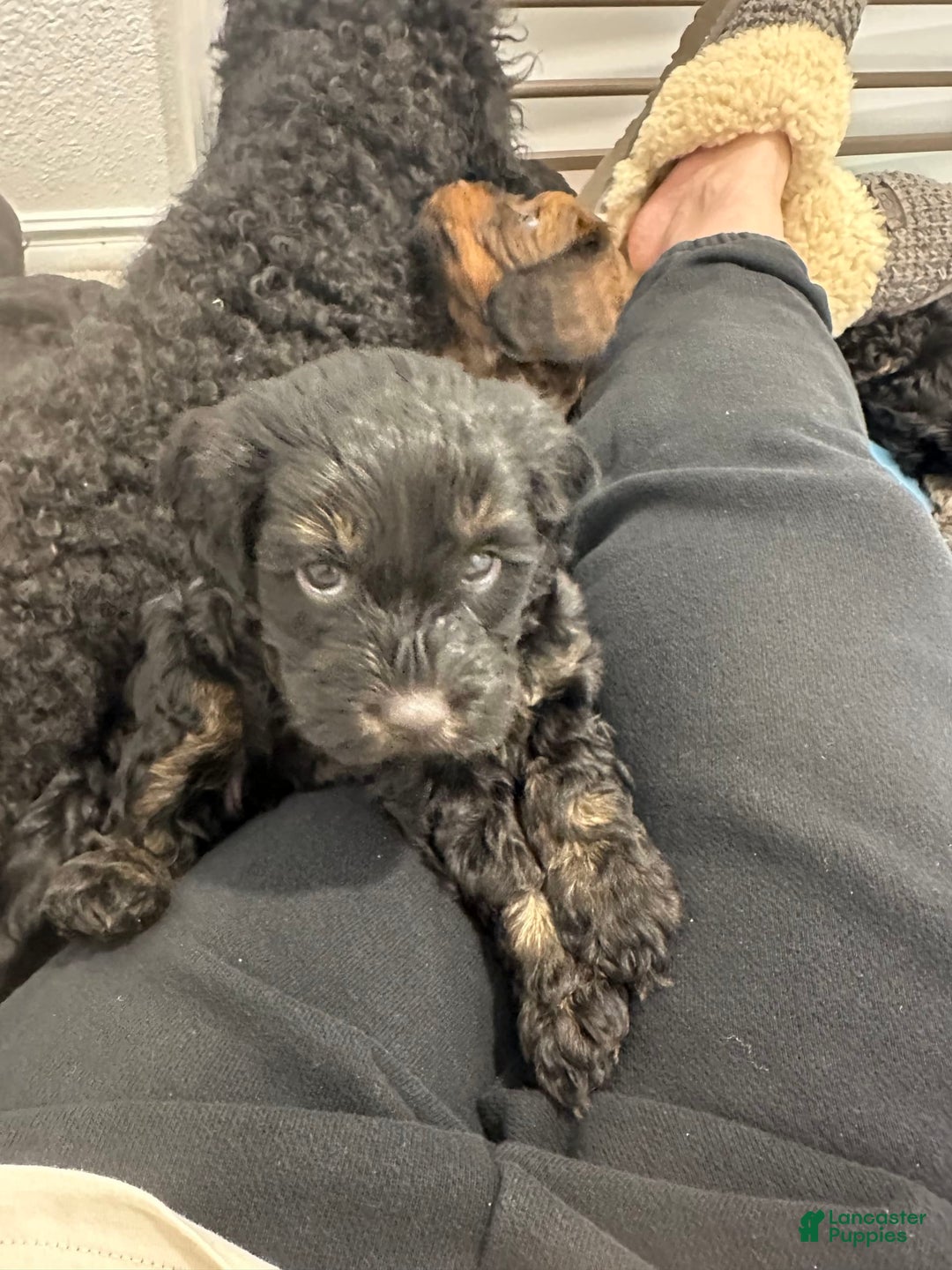 Mini Goldendoodle dogs for sale: Males Litter 2 - Image 4