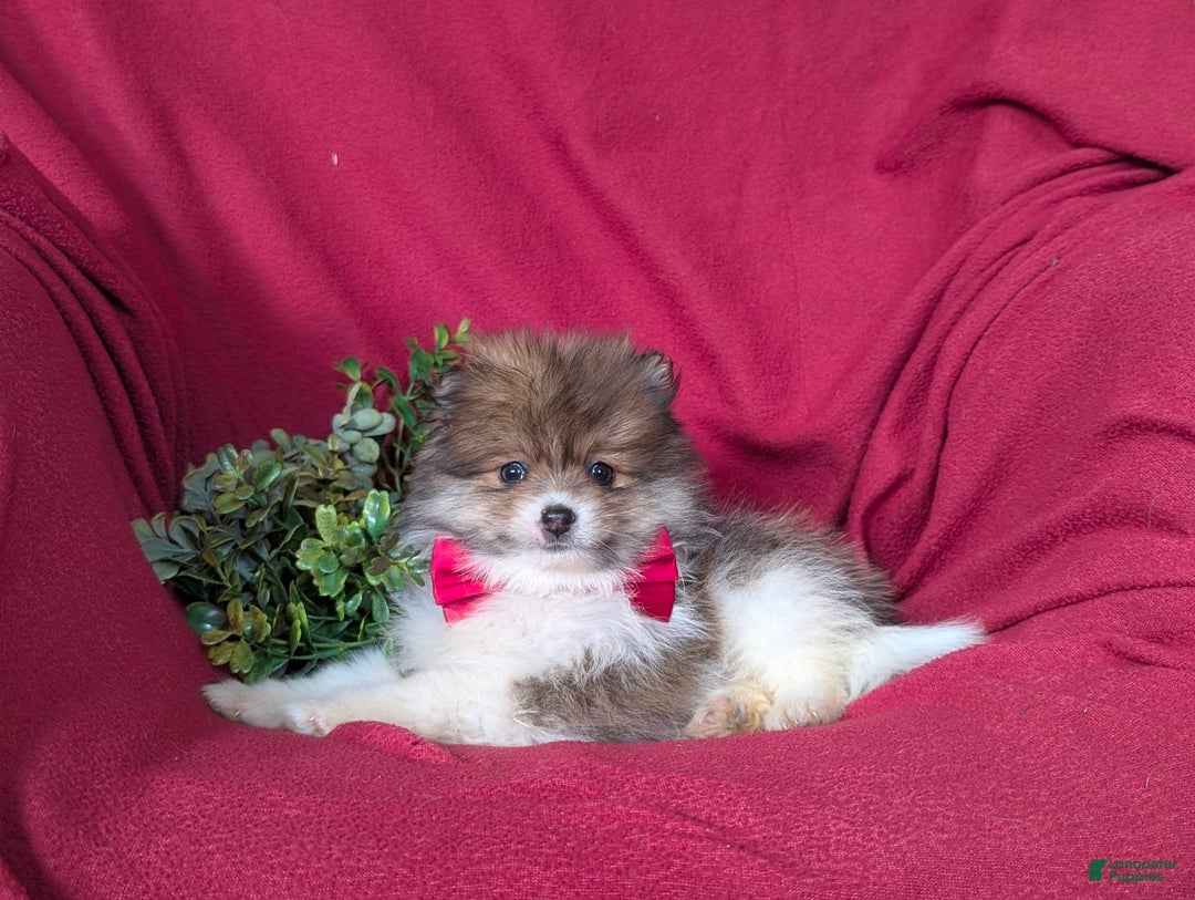 Pomeranian dogs for sale: Pearson Small - Image 7