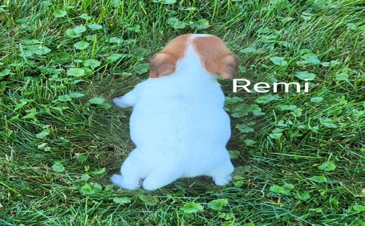 Jack Russell Terrier dogs for sale - Ad 4