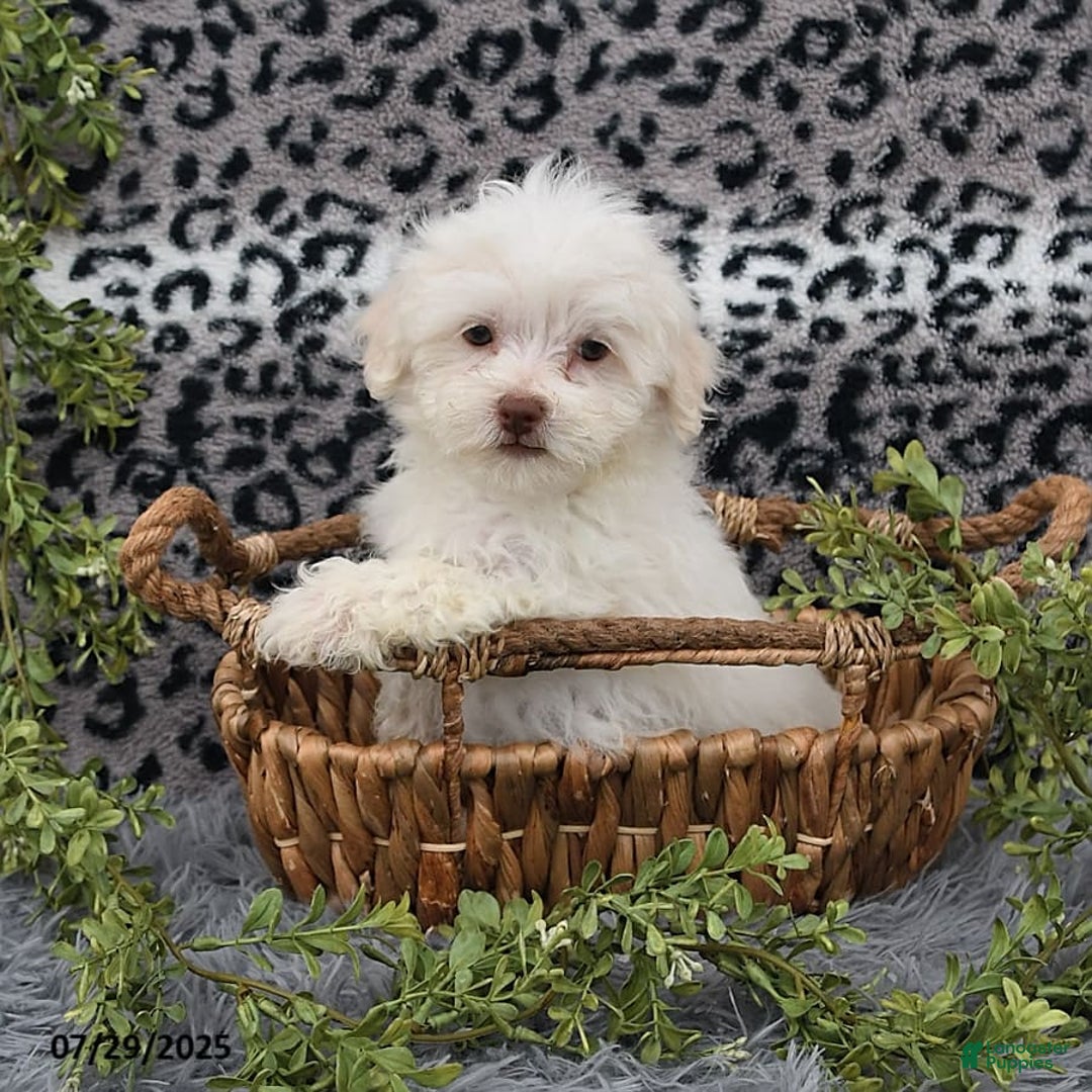 Havanese dogs for sale: Cayden - Image 2