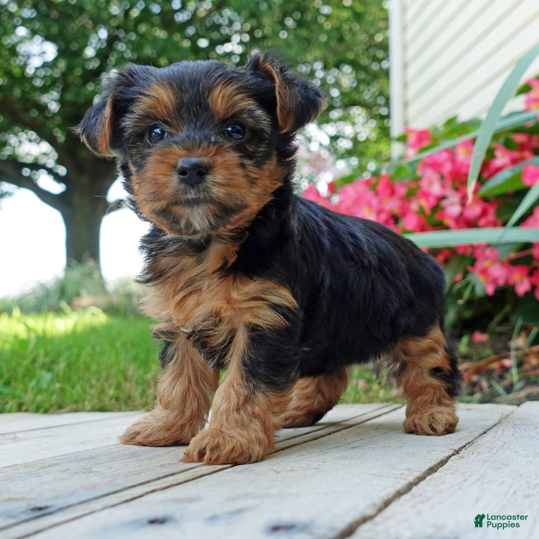 Yorkshire Terrier dogs for sale: Tia - Image 4